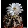 Gymnocalycium friedrichii