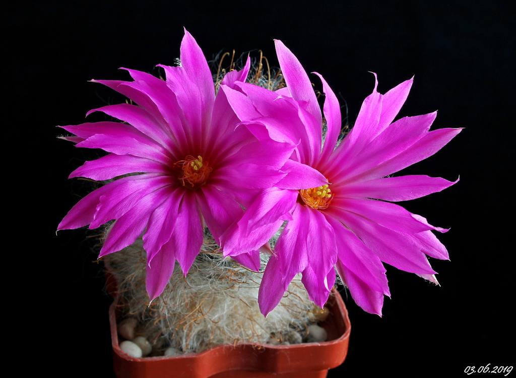 Mammillaria guelzowiana v. robustior.