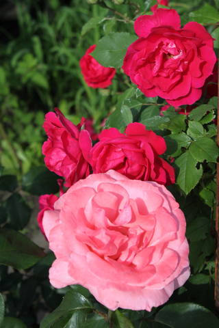 Чайная беседка