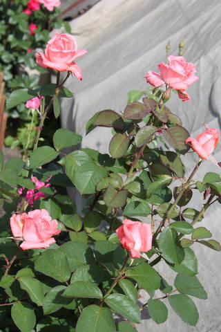 Чайная беседка