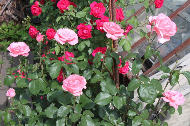 Чайная беседка