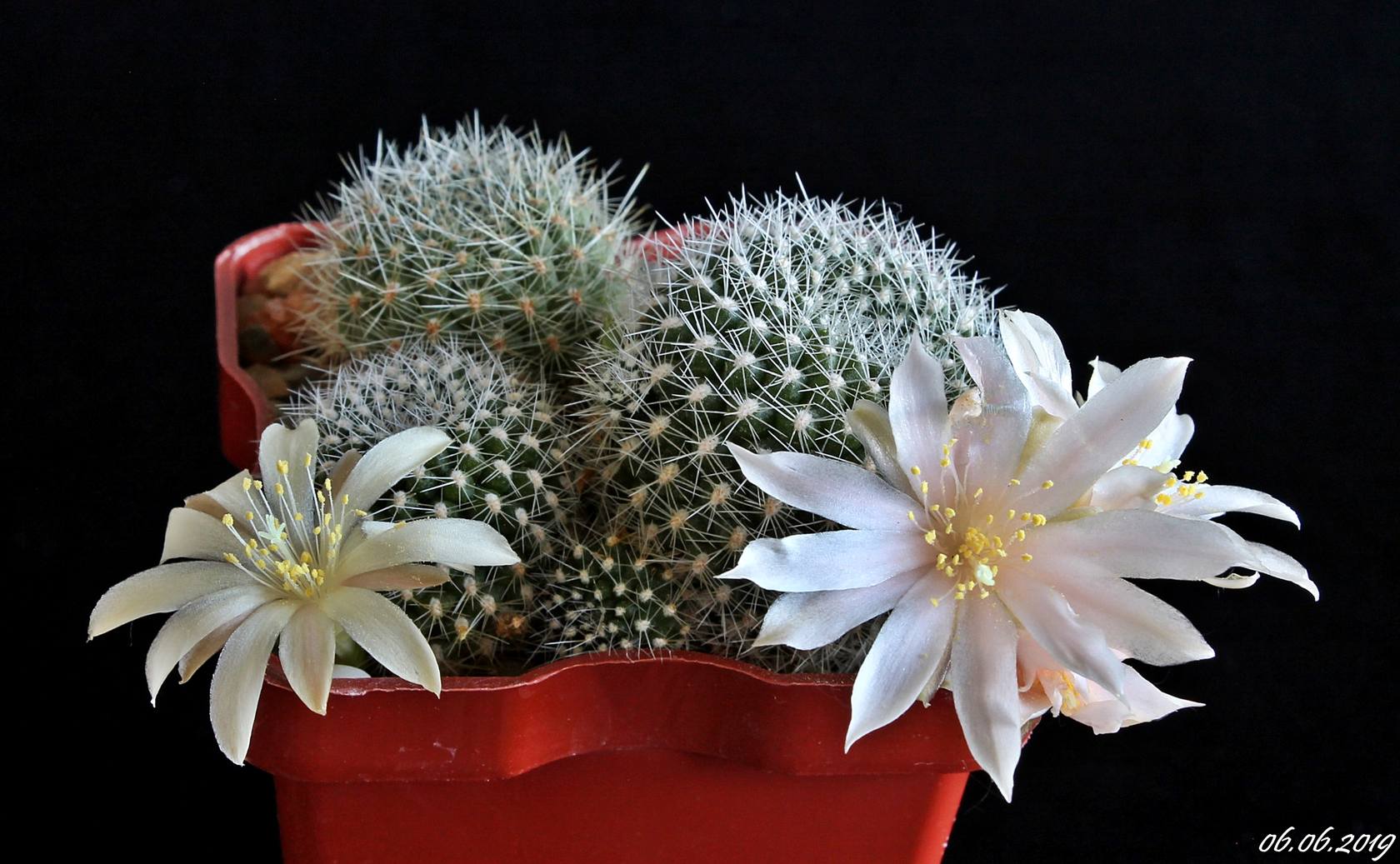 Rebutia kariusiana