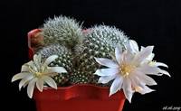 Rebutia kariusiana