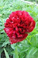 VFL.RU - ваш фотохостинг