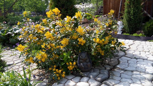 Разные кустарники - Страница 8 26835246_m