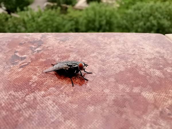 Публикувано изображение