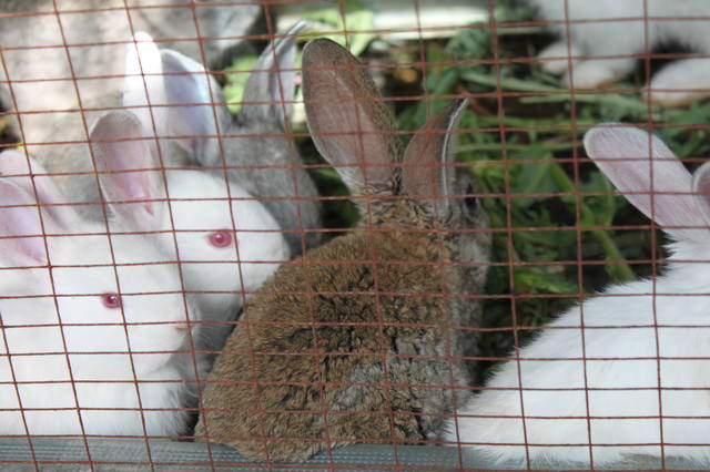 Чайная беседка