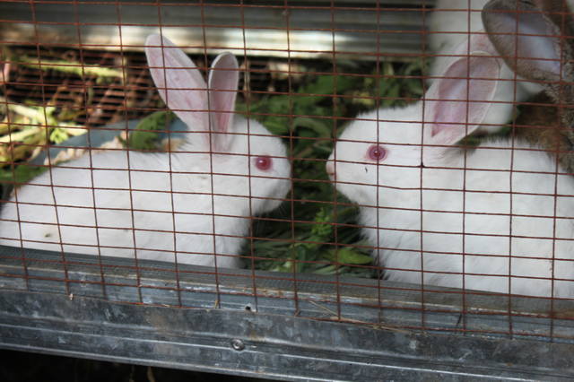 Чайная беседка