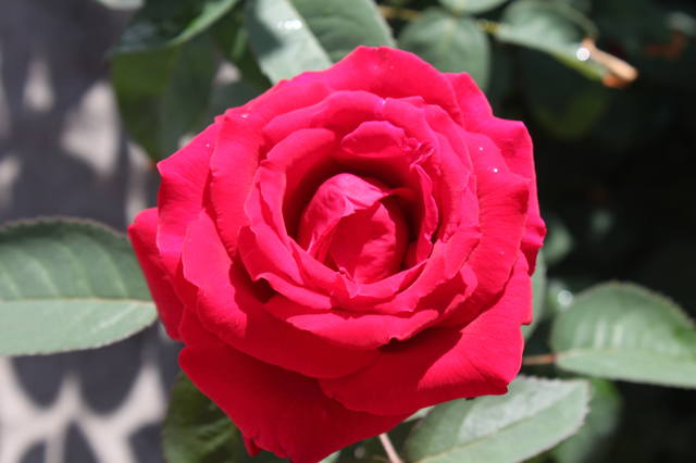 Чайная беседка