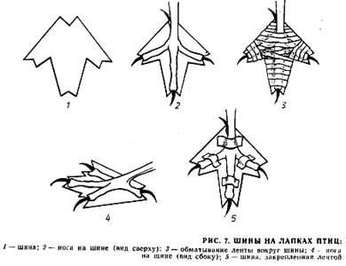 Попугай из покрышки