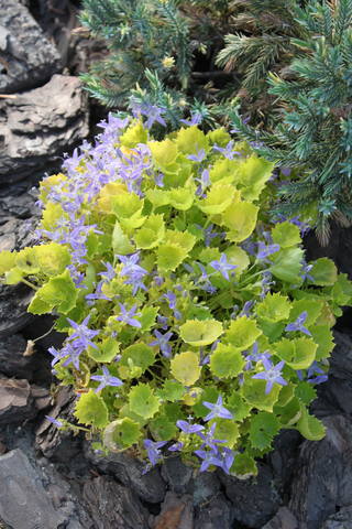 Чайная беседка