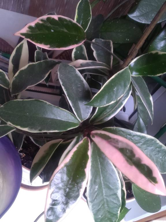 Hoya carnosa variegata