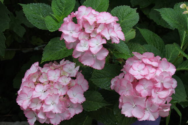 Чайная беседка