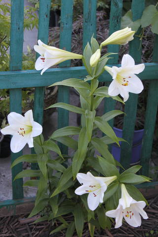 Чайная беседка