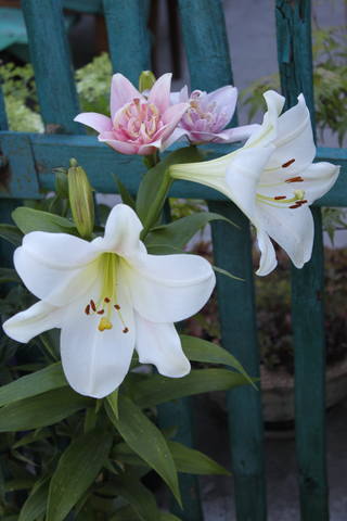 Чайная беседка