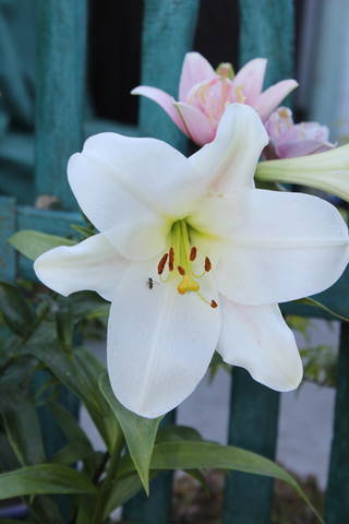 Чайная беседка