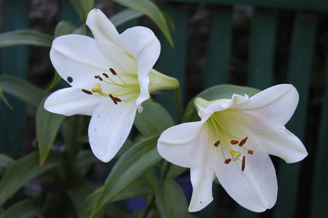 Чайная беседка