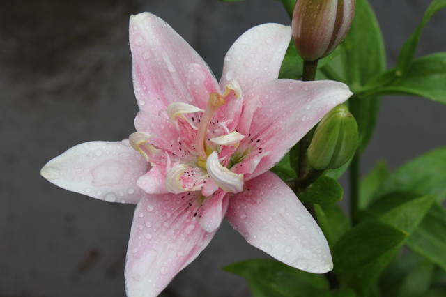 Чайная беседка