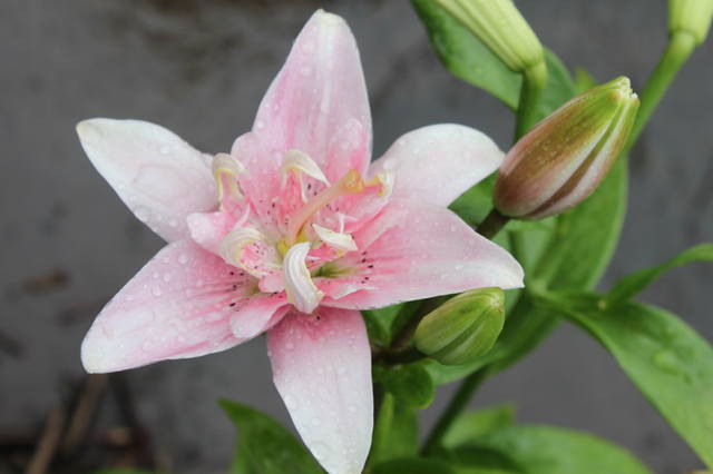 Чайная беседка