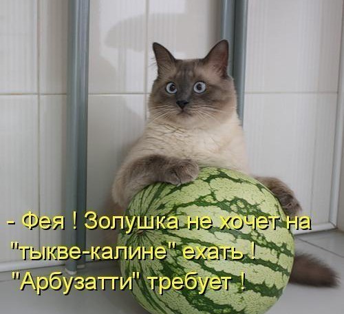 котик с арбузом