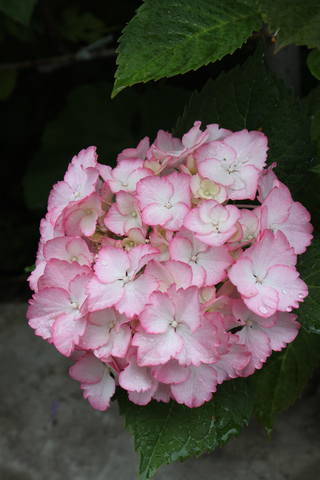 Чайная беседка