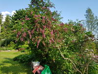 VFL.RU - ваш фотохостинг