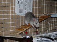 VFL.RU - ваш фотохостинг