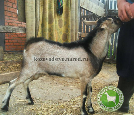 Сэр Генри 1 Никуша