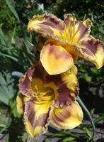 VFL.RU - ваш фотохостинг