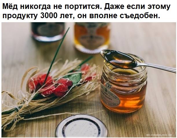 Пчёлки очень любят мёд