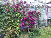 VFL.RU - ваш фотохостинг