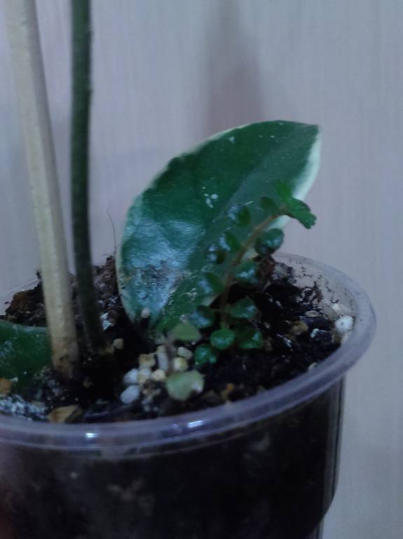 Hoya carnosa variegata new foto