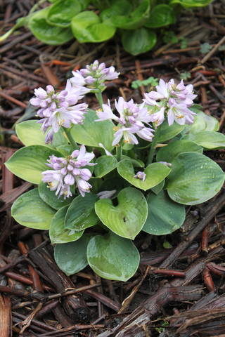 Чайная беседка