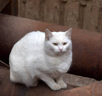 трубный кот