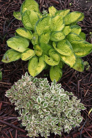 Чайная беседка