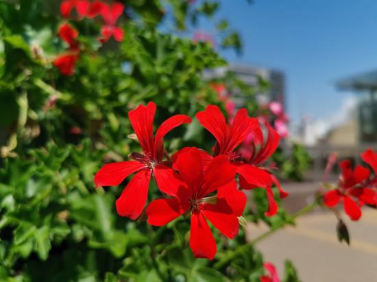 Публикувано изображение