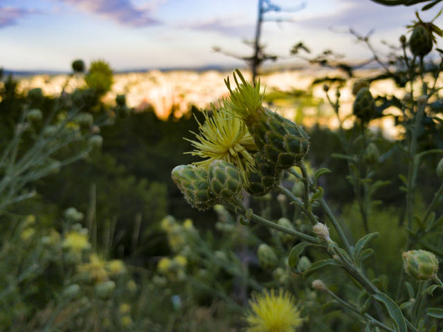 Публикувано изображение