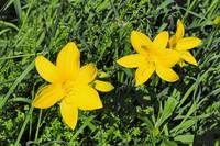 Дикорастущие лилии в парке 50-летия Октября. Фото Морошкина В.В.