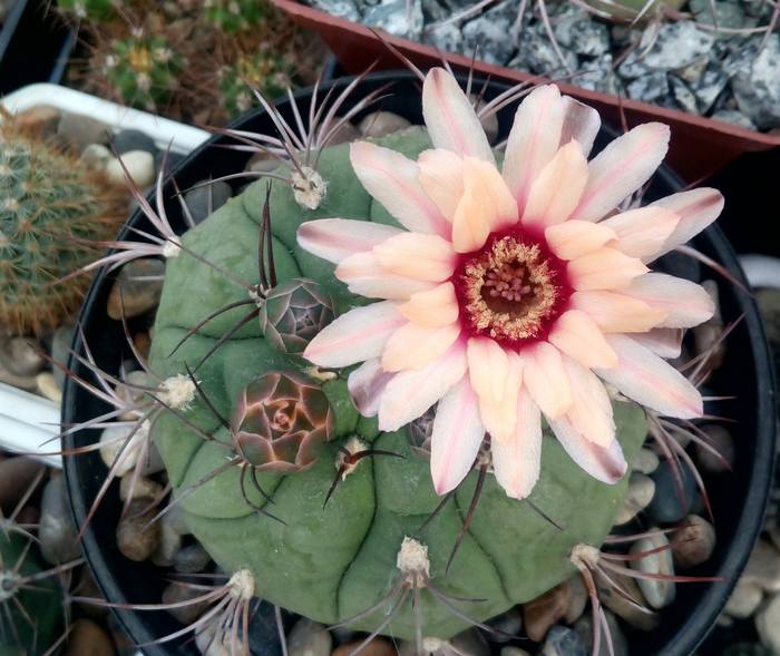 Gymnocalycium marquezii KK 521