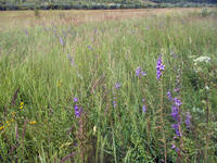 Колоколльчики