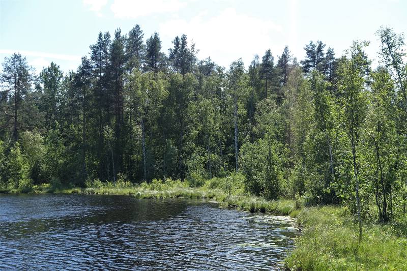 Летние дачные зарисовки Летние дачные зарисовки