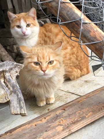 Публикувано изображение