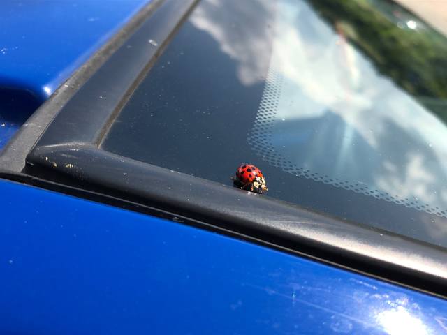 Публикувано изображение