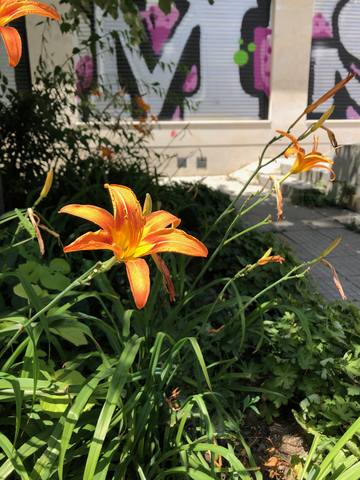 Публикувано изображение