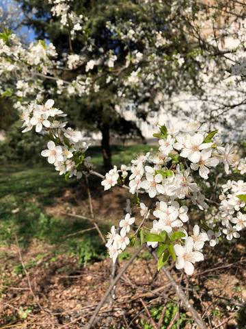 Публикувано изображение