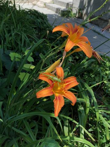 Публикувано изображение