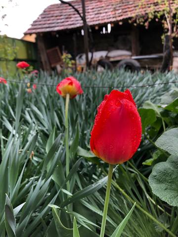 Публикувано изображение