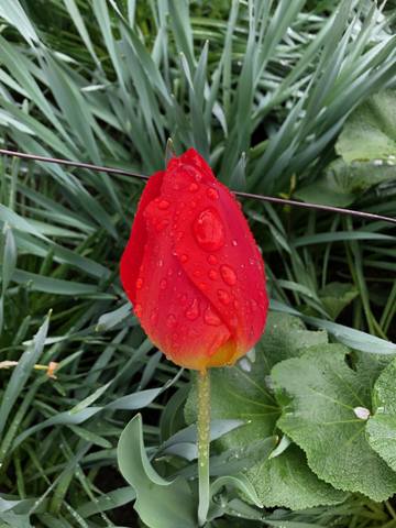 Публикувано изображение