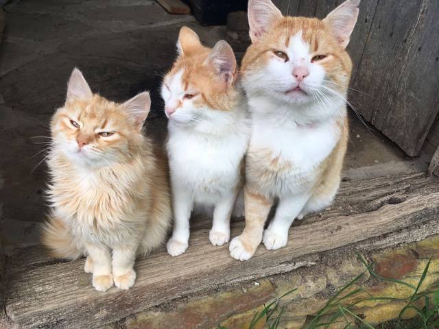 Публикувано изображение