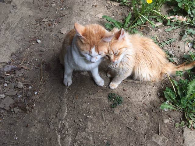 Публикувано изображение